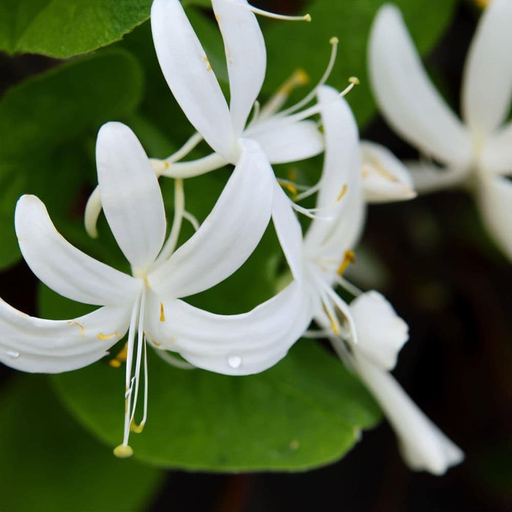 honeysuckle 002