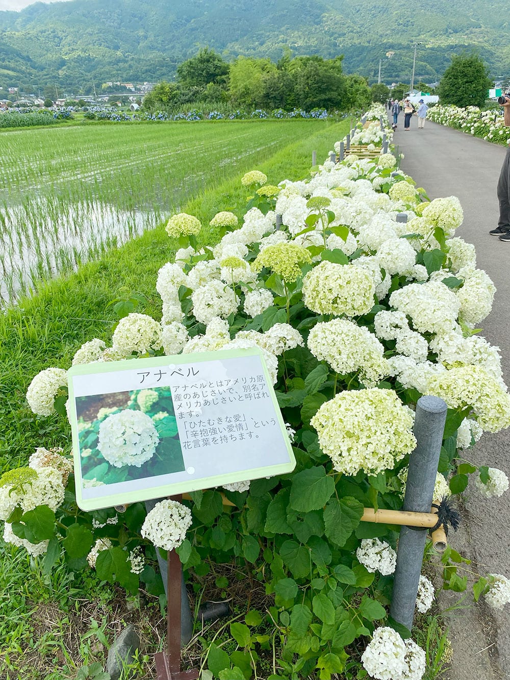 2023年 第36回 開成町あじさいまつりに行ってきました！ | アシガラッテ