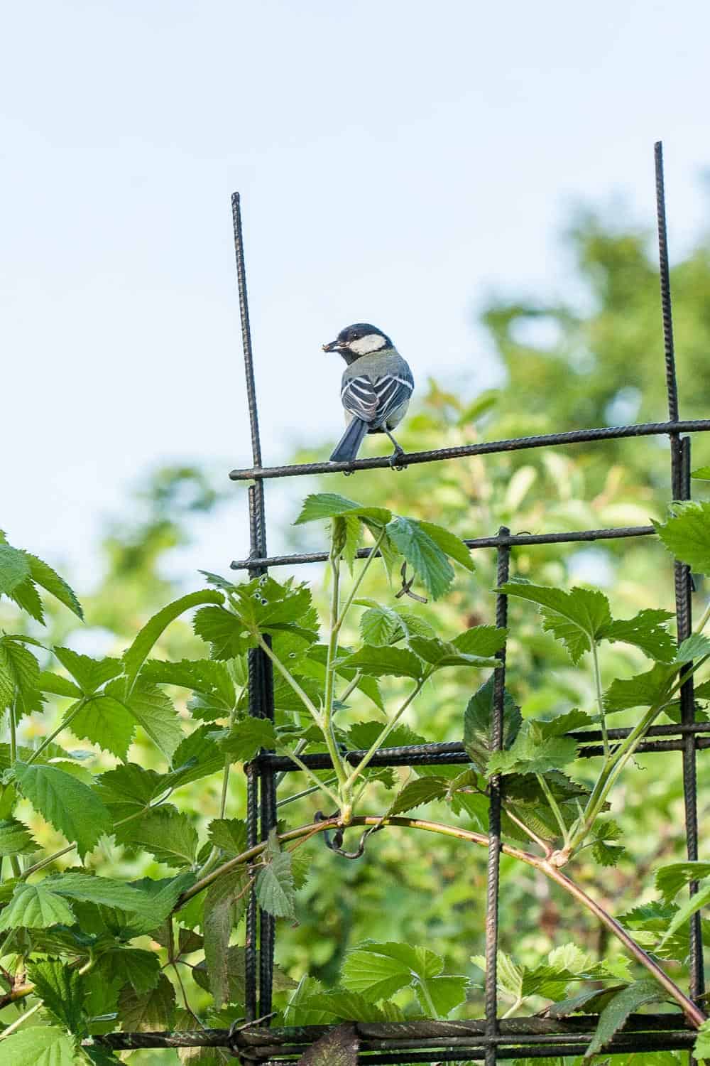 vogelfutter selber machen Meise