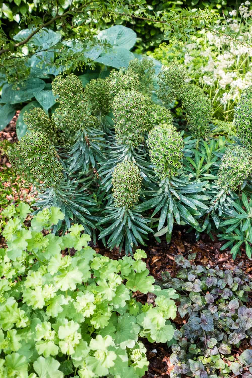 Chelsea Flower Show 2018 The Morgan Stanley Garden for the NSPCC