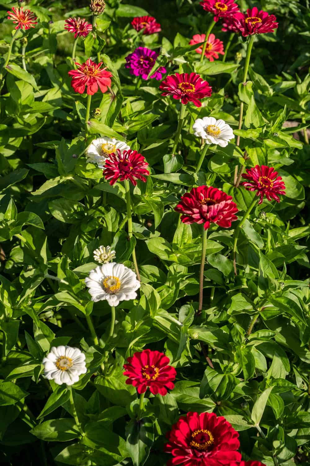 Zinnien
