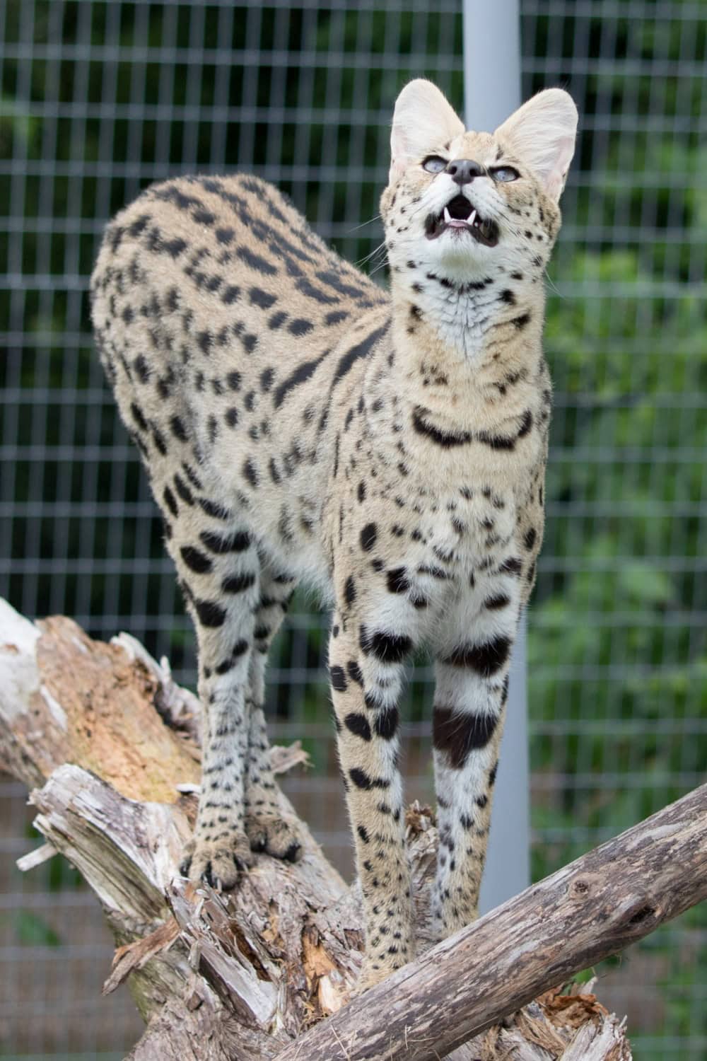 Giselle Serval