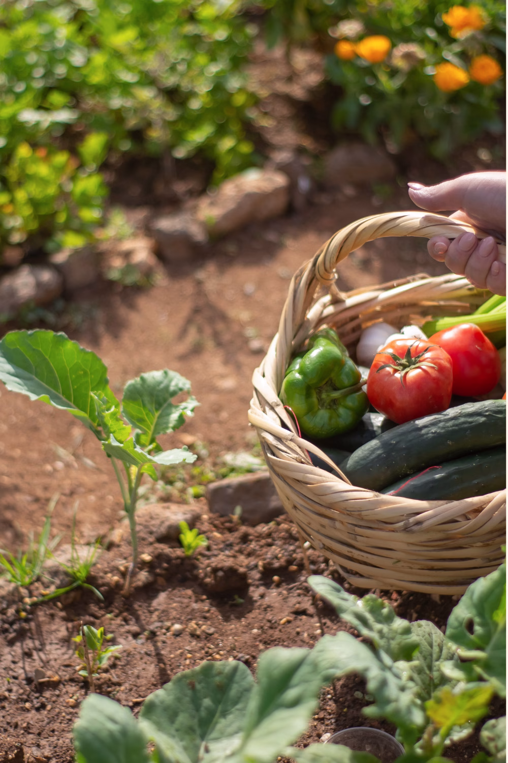 5 Gardening Mistakes I Made So You Don’t Have To