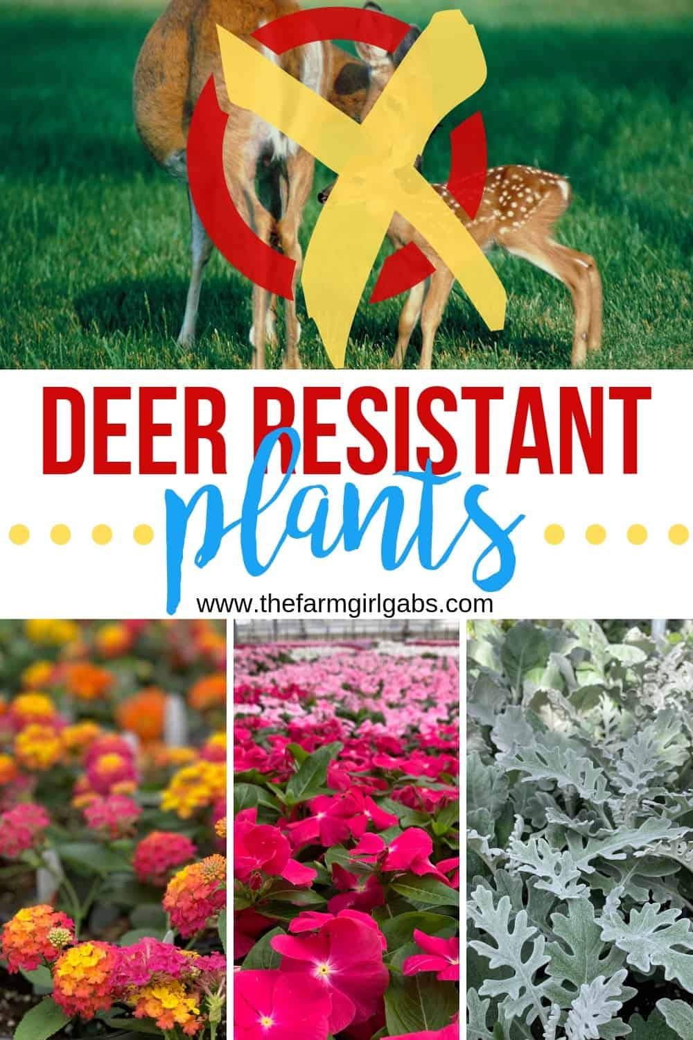 Do you have trouble with the deer population in your area? They love to eat the beautiful flowers and plants in our garden. Here are some deer resistant plants that you can plant in your garden and the deer should not eat. Enjoy these helpful gardening tips. #GardeningTips #DeerResistantPlants #GardeningIdeas #Flowers #Planting