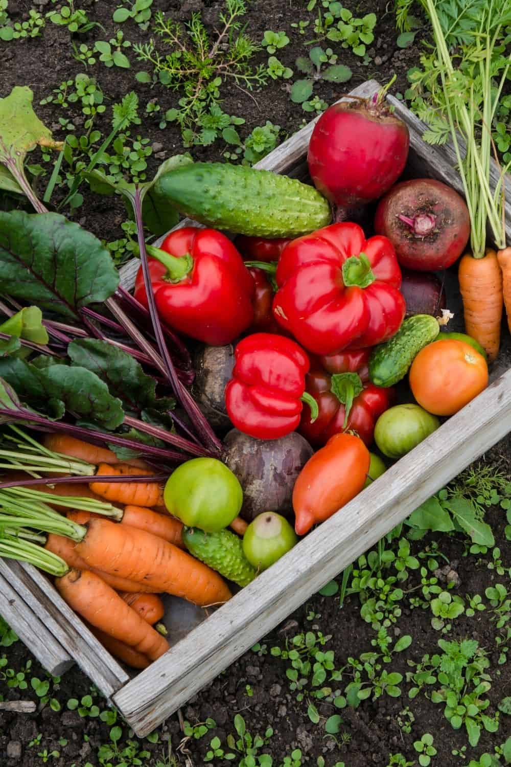 Spring is in the air and it’s a perfect time to start thinking about your vegetable garden. Here are helpful tips on How To Start A Vegetable Garden.