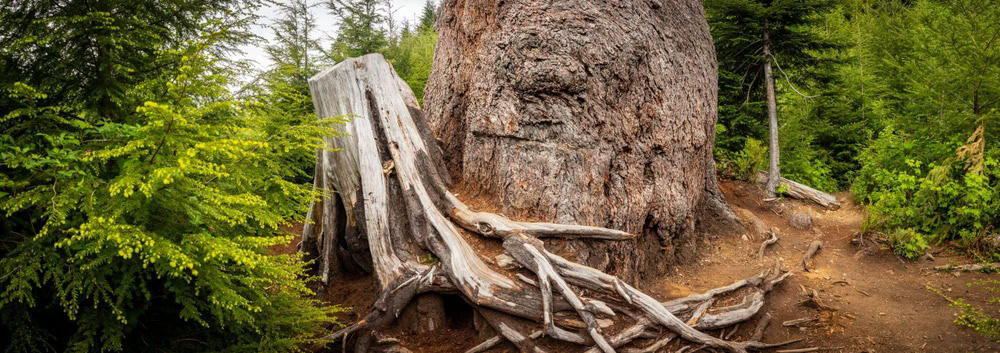 How to Cut Tree Roots Properly – A Step-by-Step Guide
