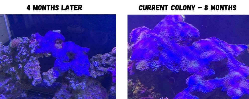 blue clove polyps coral care