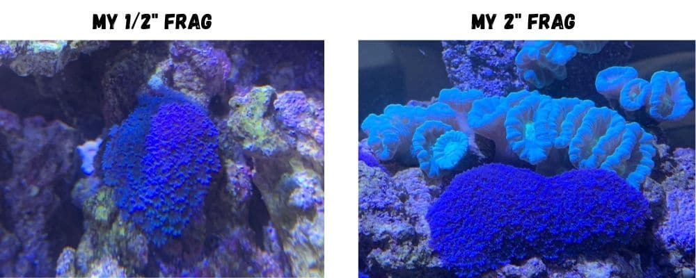 blue clove polyps coral care