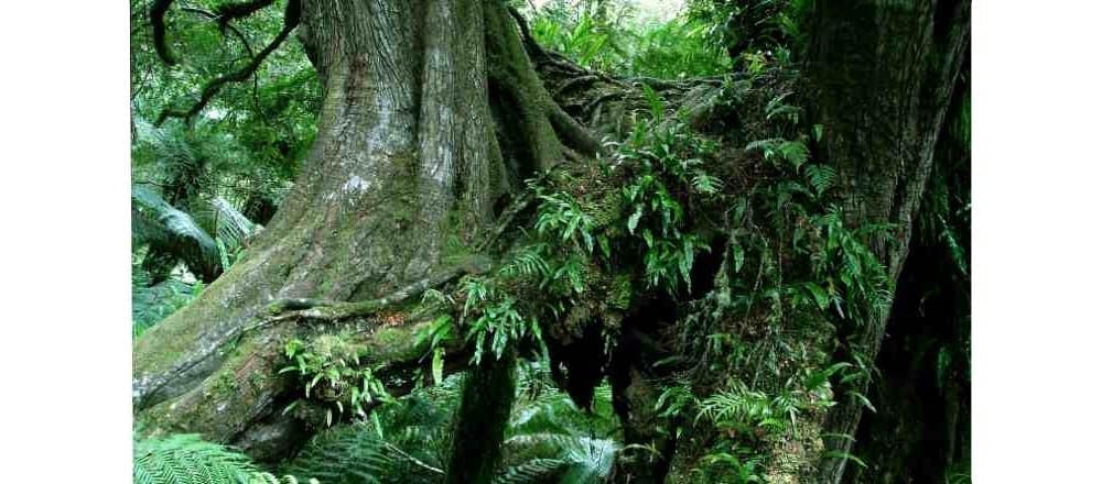 Maits Rest Rainforest Walk