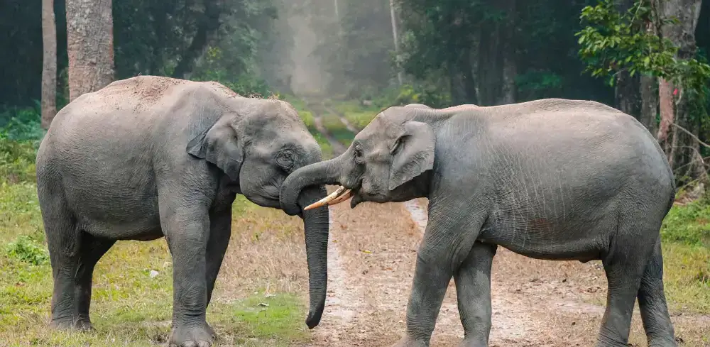 Nongkhyllem Wildlife Sanctuary