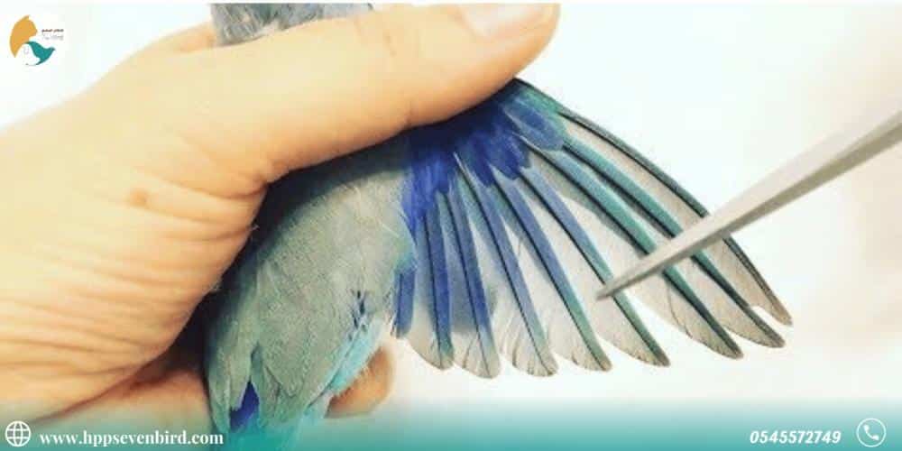 How to Clip Bird Wings Safely