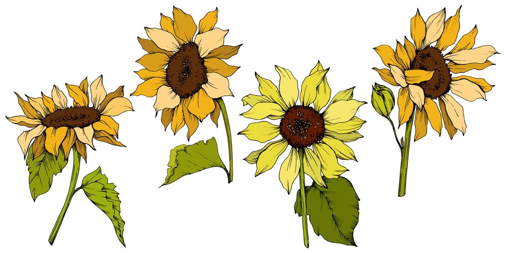 Sunflower floral botanical flowers