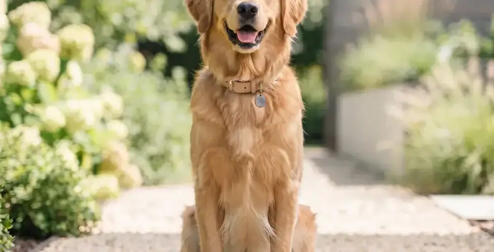 Golden Retriever feliz y con pelaje brillante sentado en un sendero de jardín, luciendo saludable y protegido contra parásitos externos.