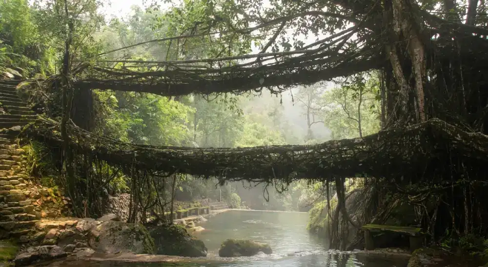 Living Root Bridges