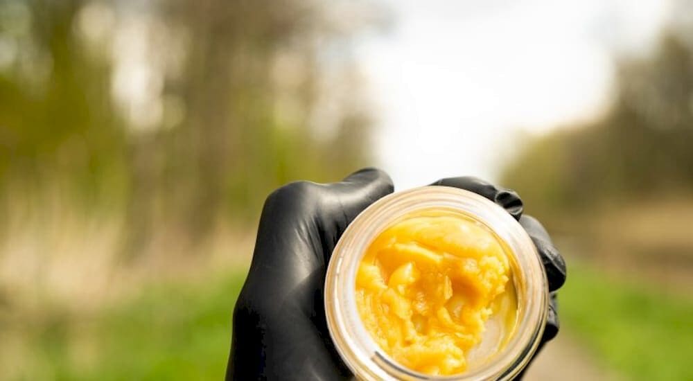 Close-up of hands holding cannabis budder and dab tool