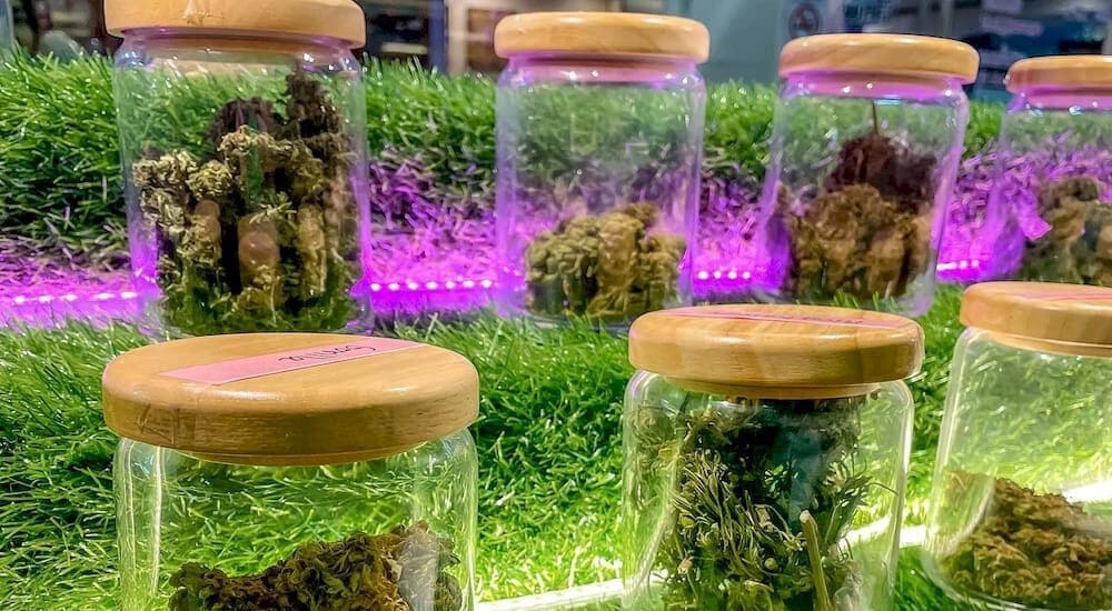 Person examining cannabis strains samples