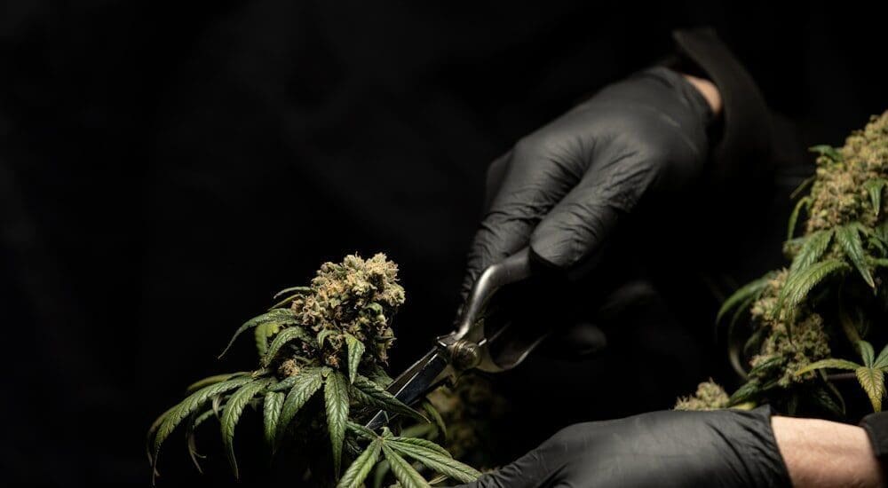 Woman examining cannabis extract in lab