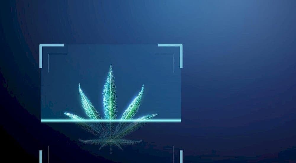 What is a cannabis strain catalogue? Your 2026 guide