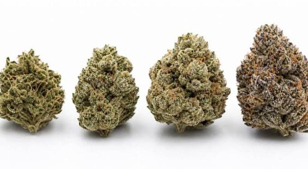 What is cannabis grading system: a Canadian buyer’s guide