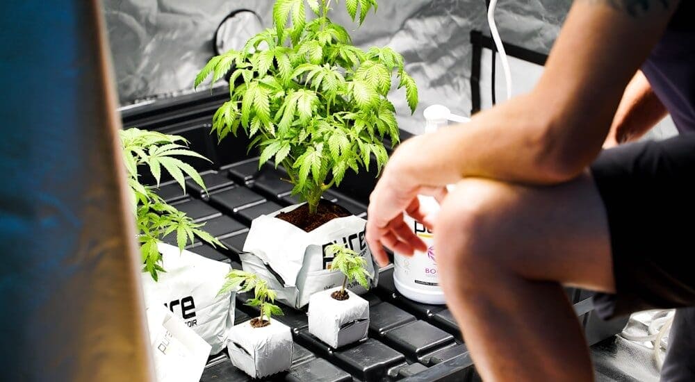 Cannabis public use in Ontario: 2026 legal guide