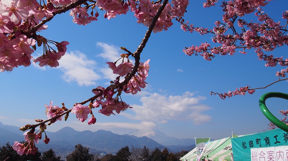 2025年開花情報】松田町西平畑公園「河津桜」が見ごろとなりました