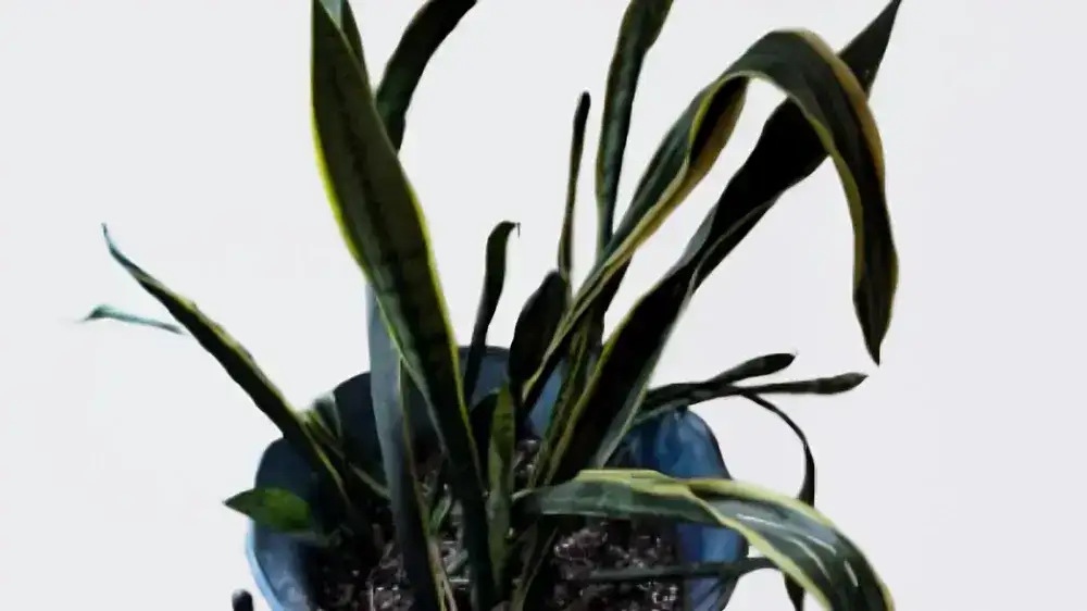 curlling snake plant Leaves