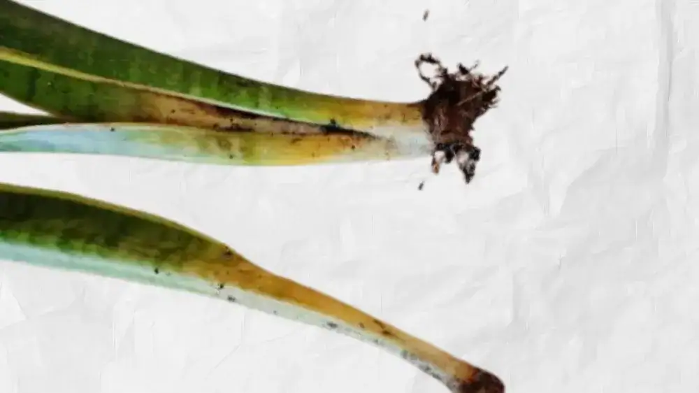 snake plant root rot