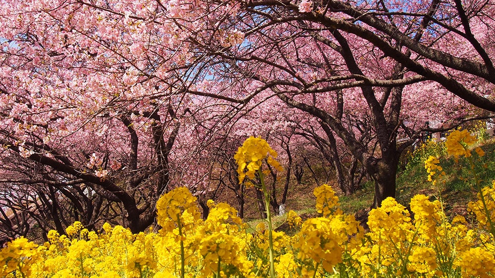 2025年開花情報】松田町西平畑公園「河津桜」が見ごろとなりました