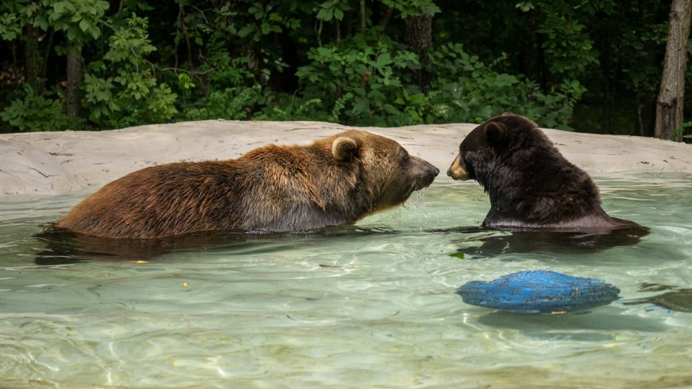 Holli and Huggy Bears