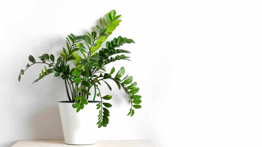 The Best Unkillable House Plants For Your Home