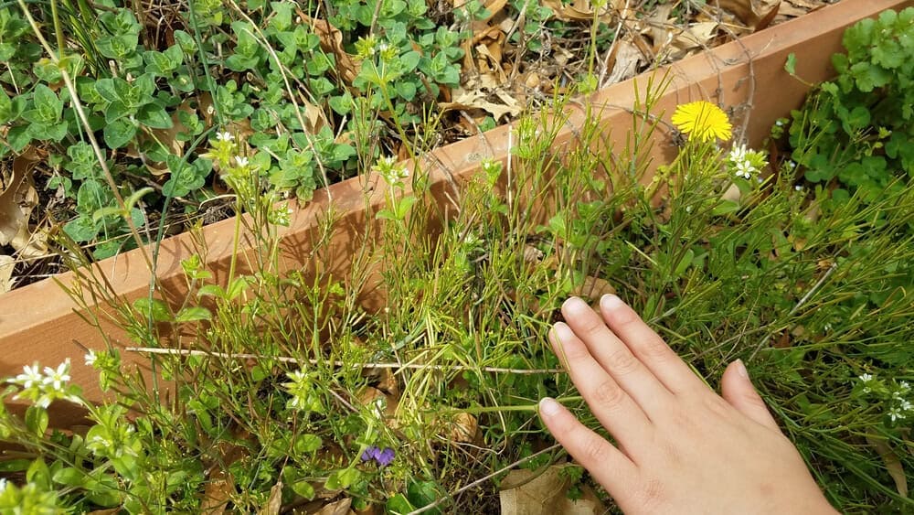 Common Garden Maintenance Mistakes and How to Avoid Them - weed control