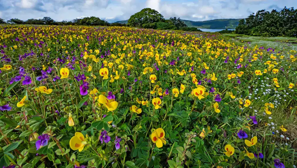 Kaas Plateau