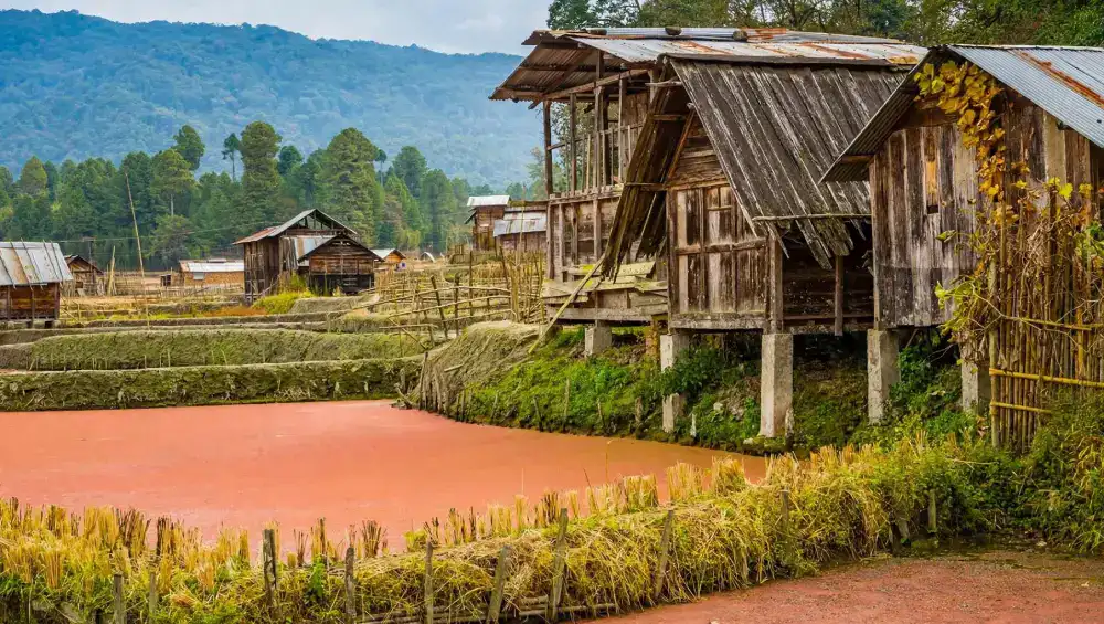 Ziro Valley
