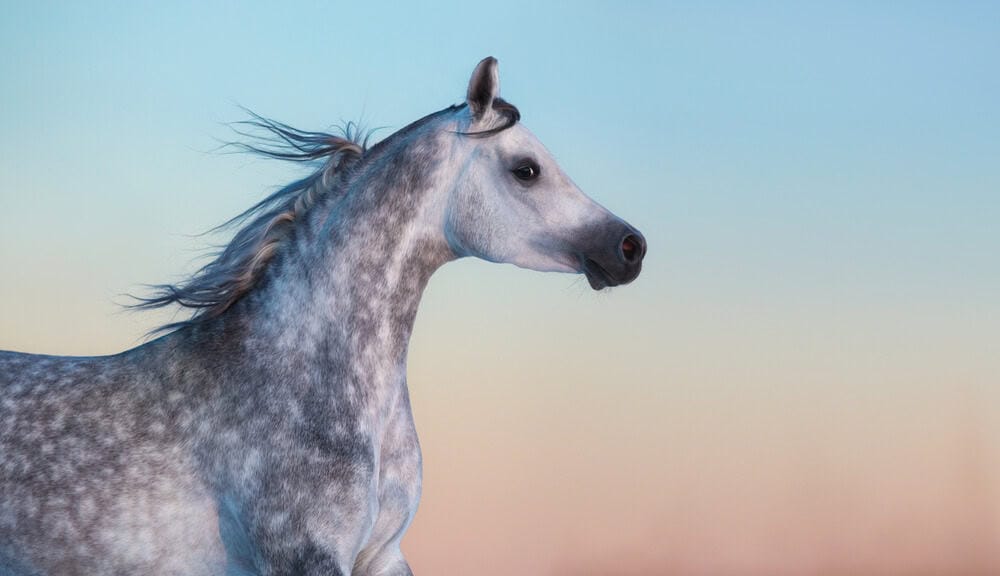 grey arab horse