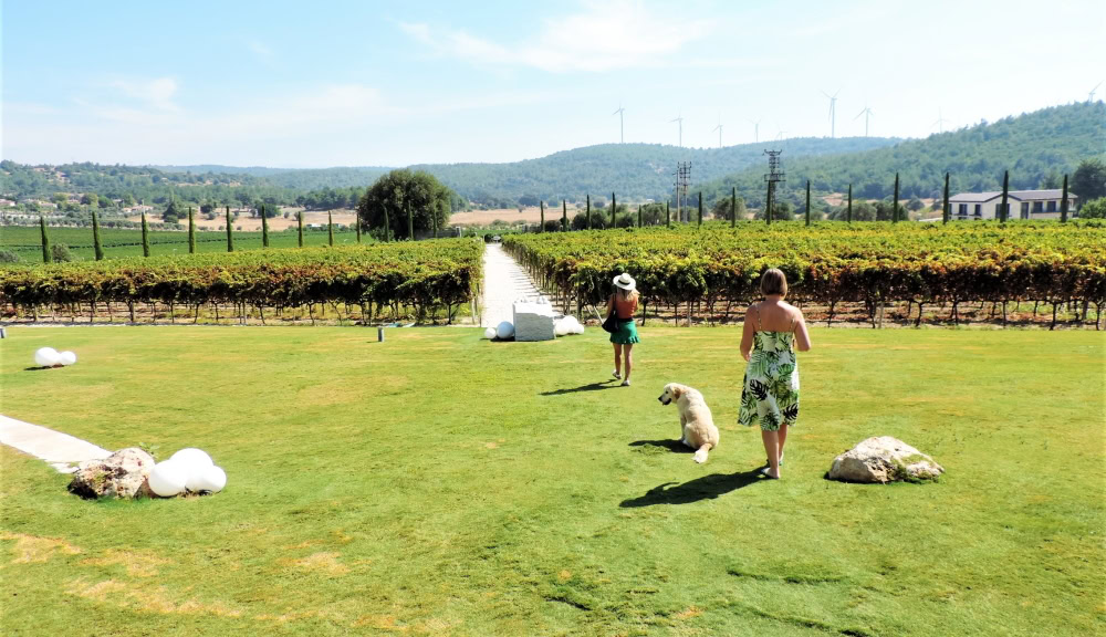 Lovely vistas of vines, dogs and wind turbines at Urla