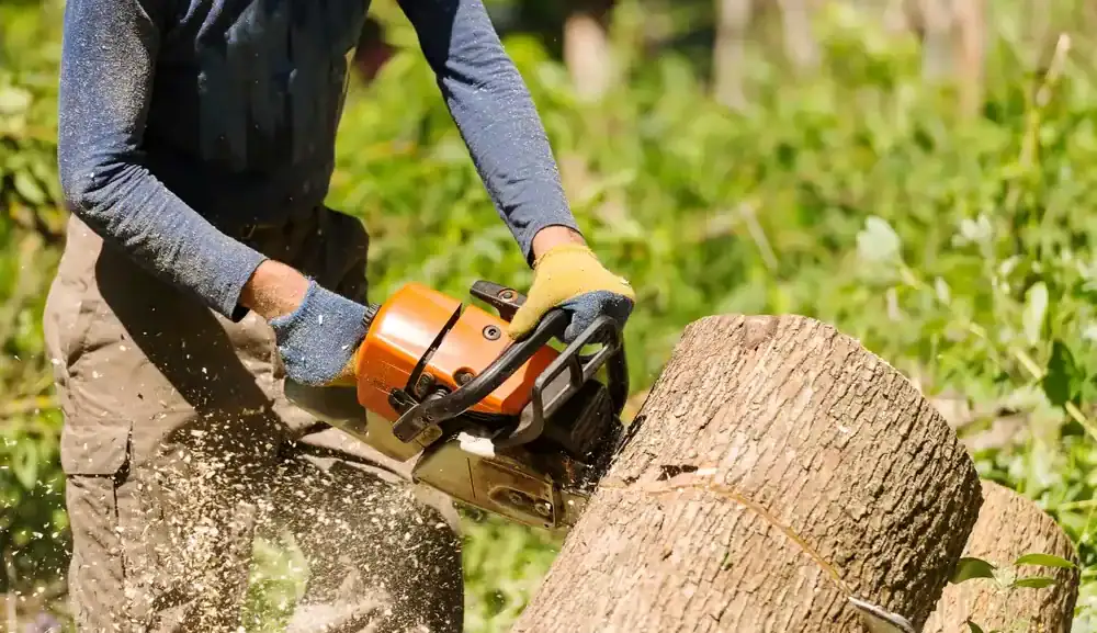 Common Signs You Need an Arborist in Sydney