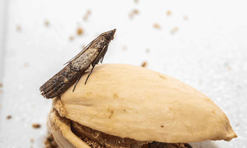 How to Keep Grain Moths Out of Bird Seed