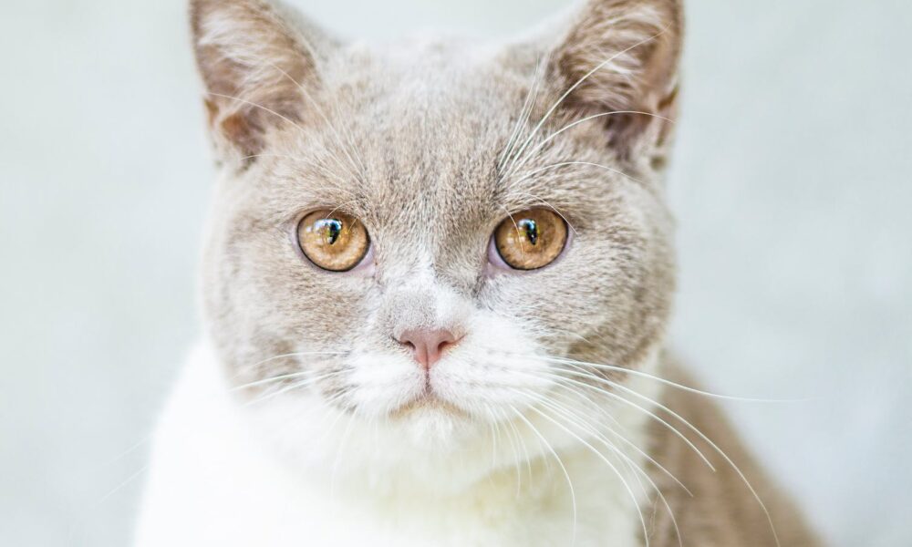 close up photo of cat