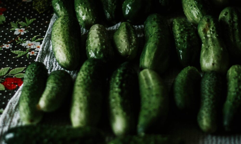close up photo of cucumbers
