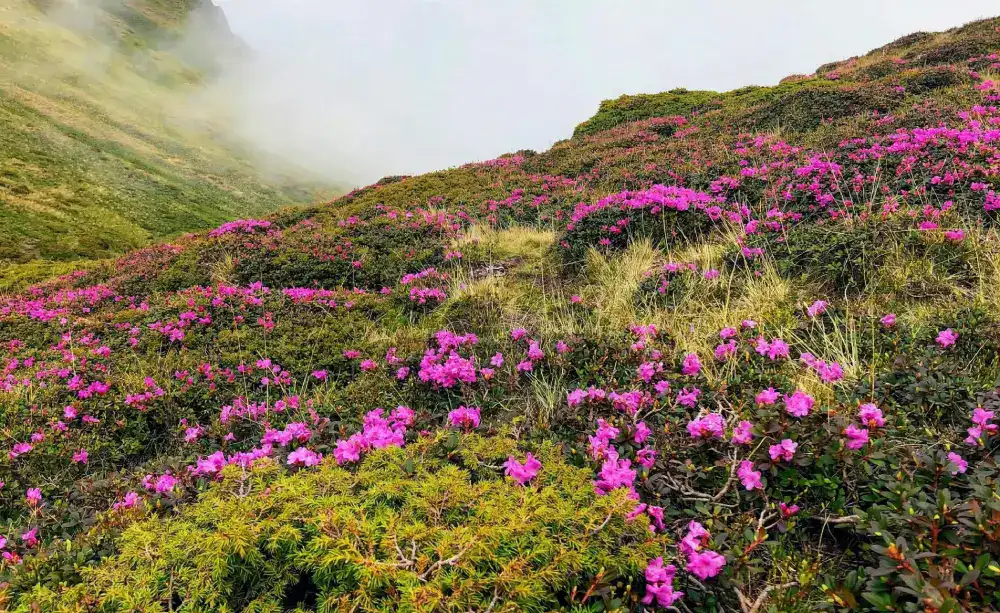 Yumthang Valley