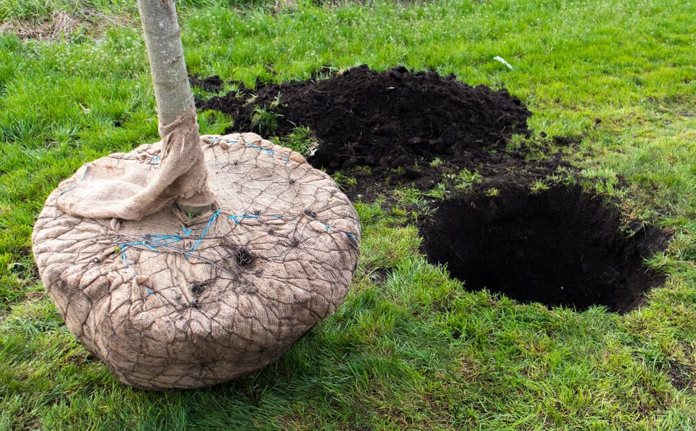 Urban Tree Planting