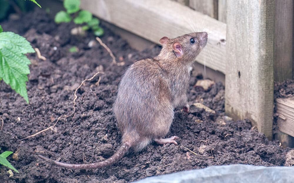 The Ultimate Guide to Pest Control: 6 Tips Inside