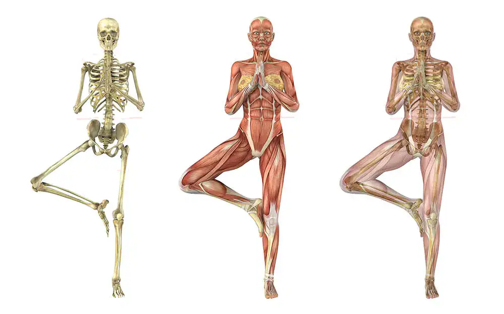 kinesiology