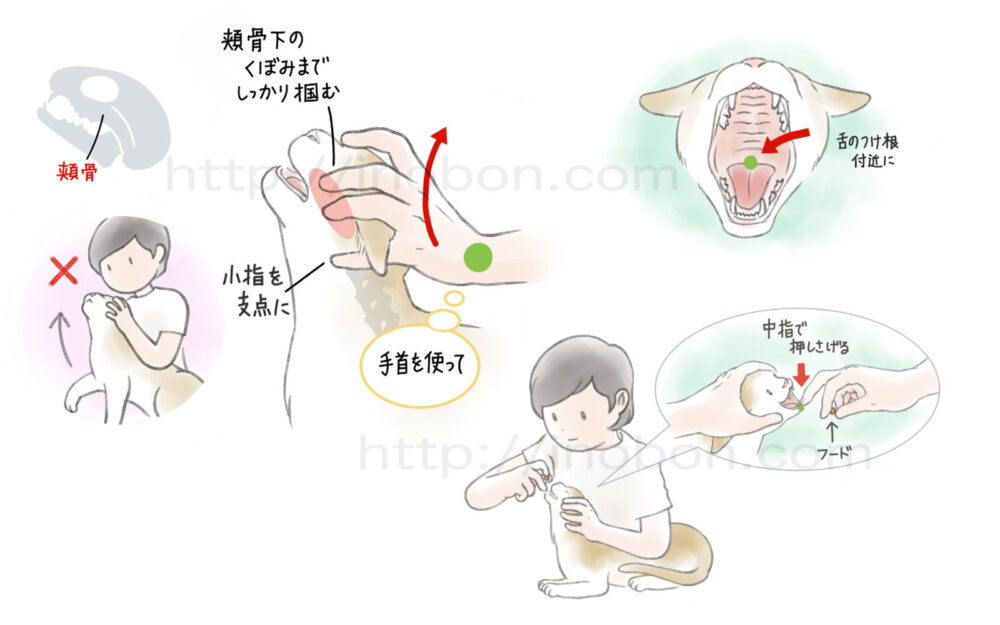猫に錠剤を与えるときの口を開ける方法