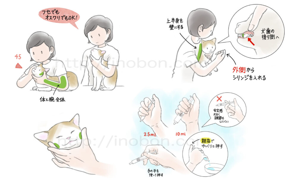 猫の保定と液剤を投薬するためのシリンジの持ち方
