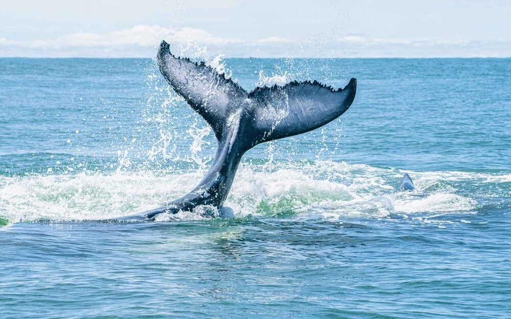 Coletazo de Ballena Jorobada