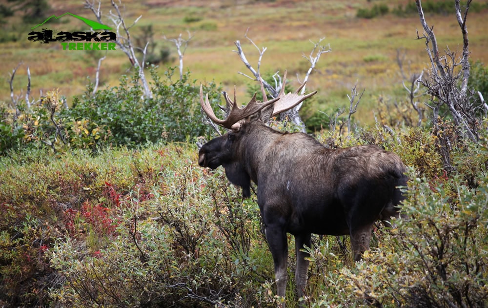 Bull_moose