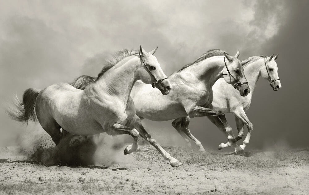silver horse names