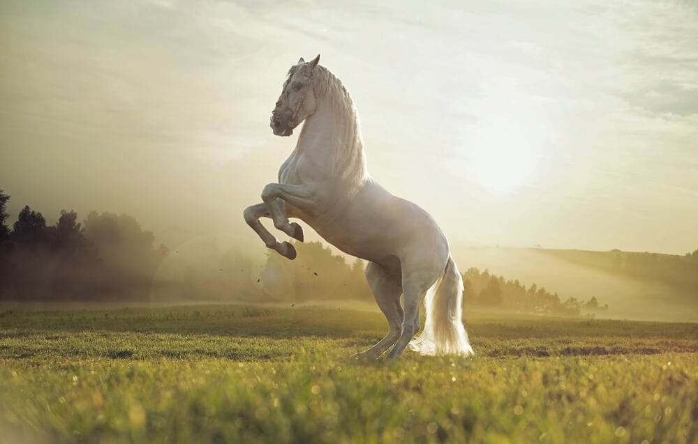 Crowning Glory: Exploring the World of Royal Horse Names