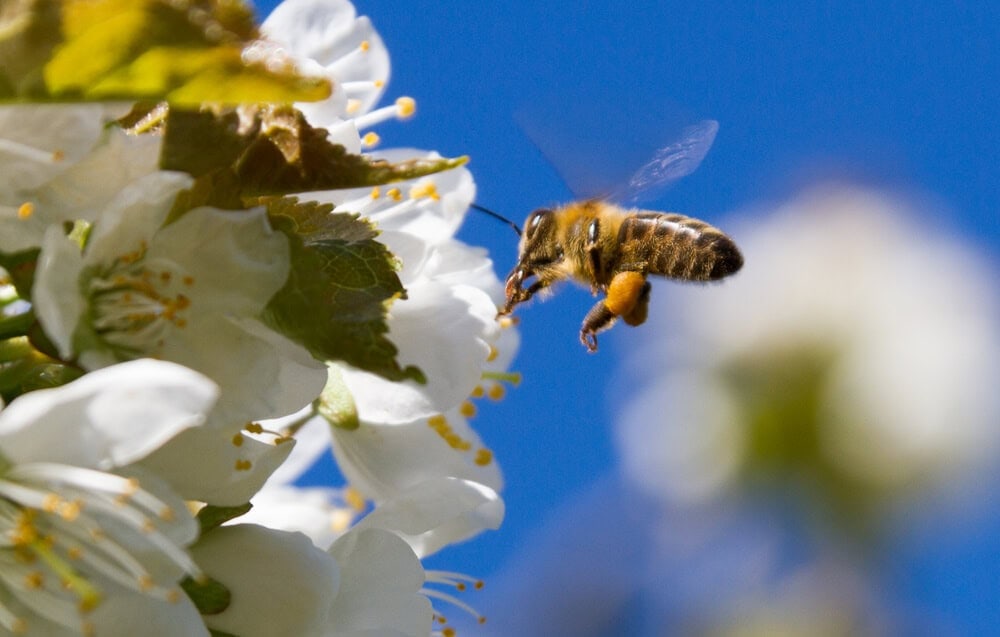 bee on flower